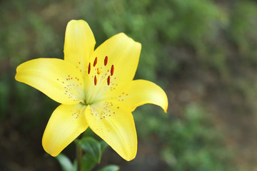 Beautiful blooming lily flower in garden, closeup