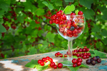 Fototapeta na wymiar Fresh juicy berry red currant in a glass bowl in a garden on a table in the background of bushes with berries in a summer day with copy space
