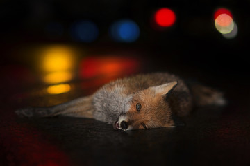 Fox dead in an accident on a wet road in the night