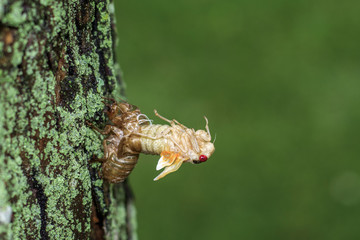 cicada hatching