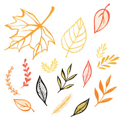 Hand drawn autumn set of leaves. Objects isolated on white. Autumn, fall vector illustration. Contour outline sketch