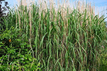 tussock of reed in a garden