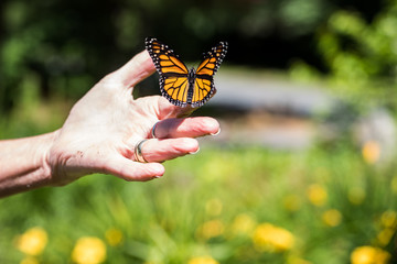 monarch butterfly on hand