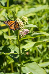 Monarch butterfly on milkweed