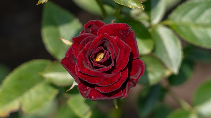 Deep Red Rose