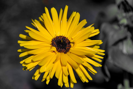 Sommerliche Blume im Garten