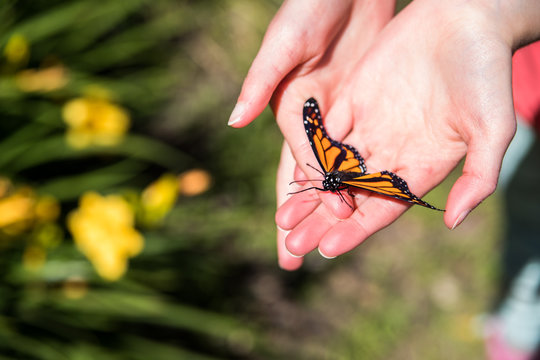 Monarch Butterfly On Child's Hand