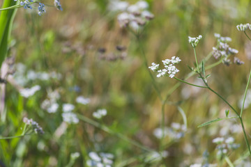 Field of White Flowers