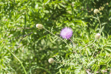 Purple Fuzzy Flower