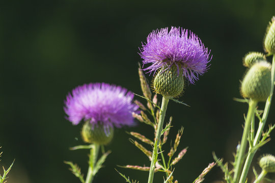Purple Fuzzy Flower