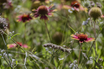 Beautiful Purple and Yellow Wildflowers