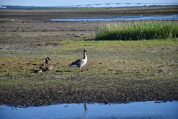 Geese with chicks in a marshland