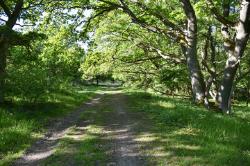 Fototapeta premium Footpath in a green deciduous forest