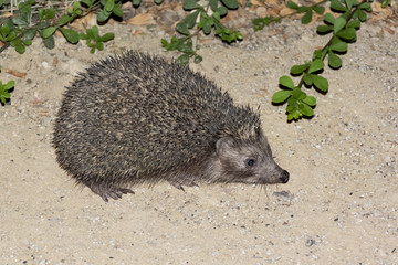a common eastern european hedgehog in a garden in Arad, Israel