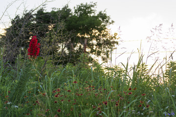 Red Standing Flower