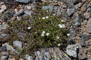 plants on rocks in Turkey