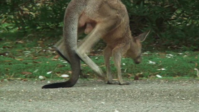 Kangaroo Mills Lazily in Forster-Tuncurry, Australia