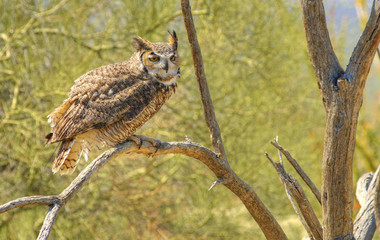 Owl No10