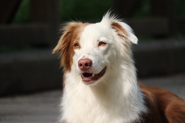 Australian Sheperd