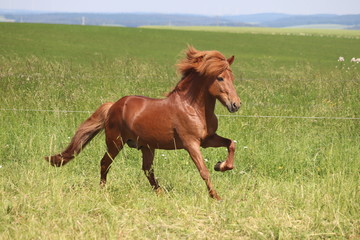 Islandpferd Hengst 2
