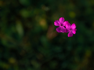 Little purple flower after rain