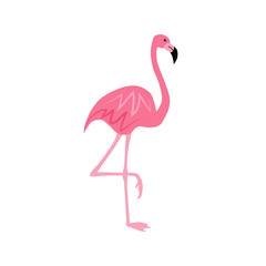 Pink flamingo isolated on white background