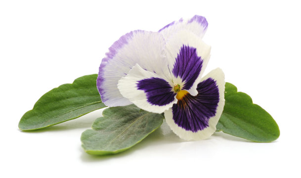 Violet with leaves.