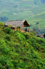 Fototapeta na wymiar Les rizières de SaPa - Vietnam