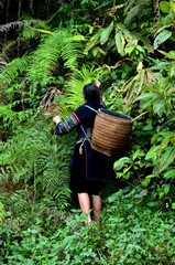 Muong de SaPa - Vietnam