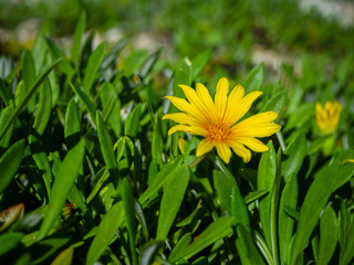 Yellow flower close-up, on grass