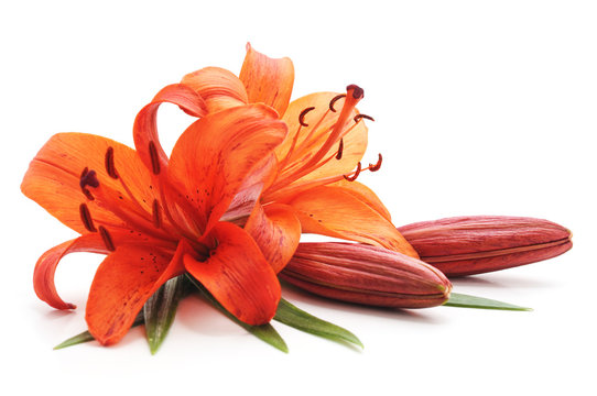 Fototapeta Bouquet of orange lilies.