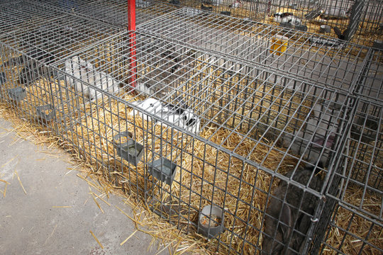 Rabbits in Cages