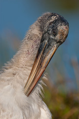 Wood stork cleaning plumage