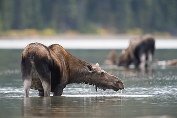 Moose feeding in mountain lake