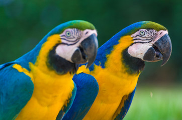 Beautiful Blue-and-yellow Macaw (Ara ararauna) in the Brazilian wetland.