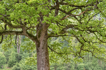 Oak tree crown