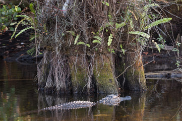 Alligator floating through cypress swamp forest waters