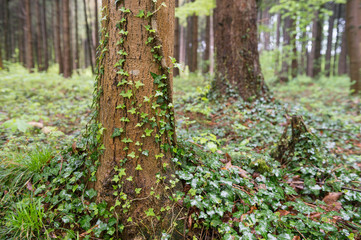 Common ivy  entwine around trunks of pine