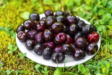 Dark red cherry on plate on grass.