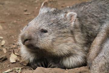 Portrait of native wombat kneeling down