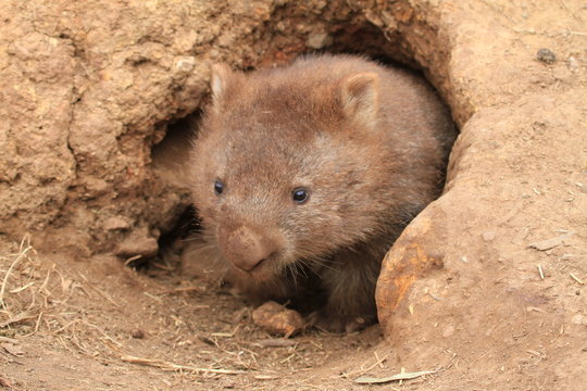 Wombat With Brown Fur Because Of Digging In Sand