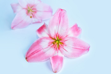Obraz na płótnie Canvas Bright colorful lily flowers. Floral background.