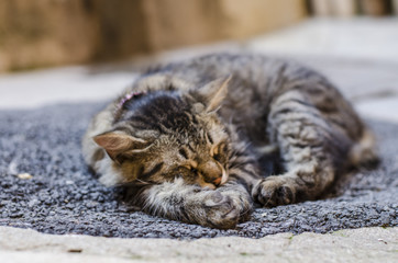 Cat sleeping on the street