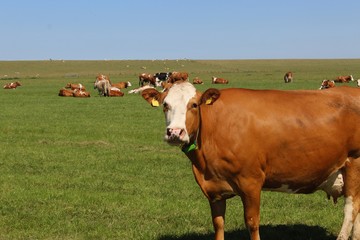 Fototapeta na wymiar Grasende Kühe auf einer sommerlichen grünen Wiese, braune Kuh in einer Nahaufnahme
