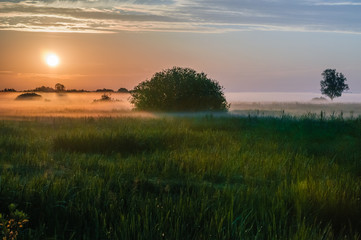 Fototapeta na wymiar Natural Park of Biebrza Valley - sunrise in foggy morning over medow and pool