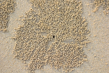 Fototapeta na wymiar Crabs holes on beach sand - home of a Ghost crab, Sand bubbler crab.
