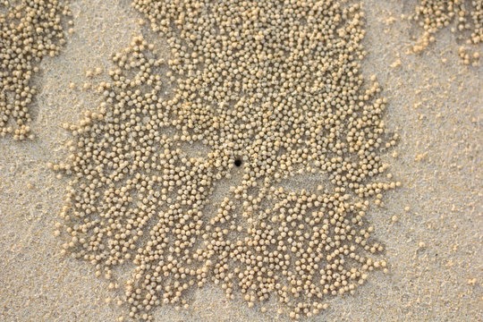Crabs holes on beach sand - home of a Ghost crab, Sand bubbler crab.