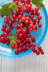 Freshly Picked Red Currants Ready to Eat