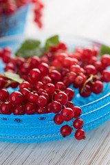 Freshly Picked Red Currants Ready to Eat