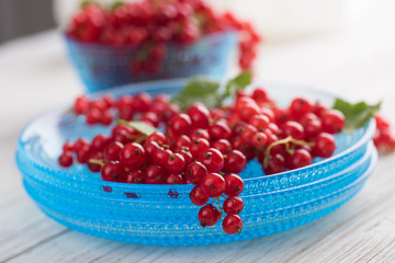 Freshly Picked Red Currants Ready to Eat